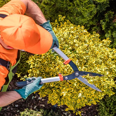 Tips for landscaping and tree trimming