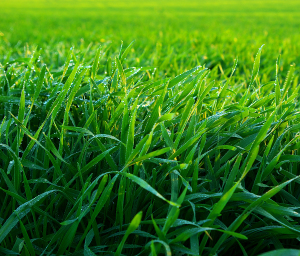 Healthy Lawn Green Grass Closeup
