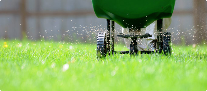 Seed spreader fertilizing lawn with seeds