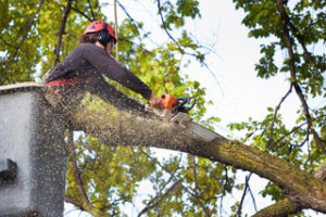 Tree trimming