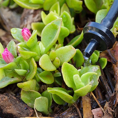 drought tolerant landscaping