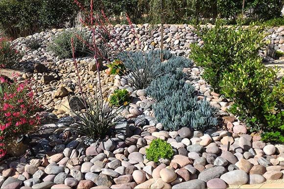 Drought tolerant plants in a rock garden