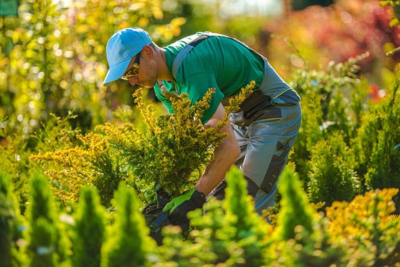 Landscaper working well-maintained garden