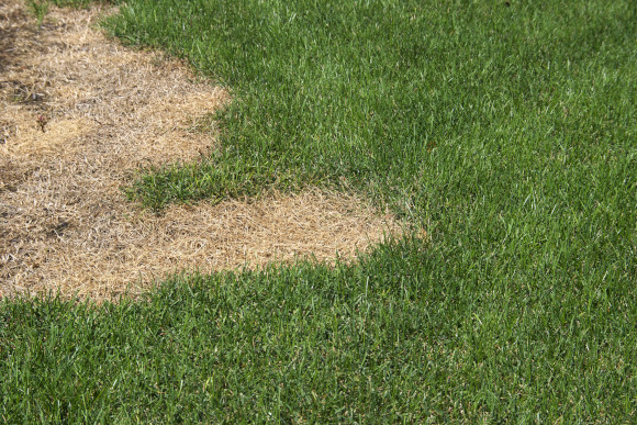Patch of Dry Yellow Grass Close Up of Industrial Grade Street Sweeping Equipment Brushes